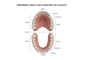 3D diagram of permanent adult teeth anatomy highlighting incisors, canines, premolars, molars, and their teeth names.