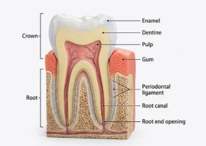 Cross-section diagram showing the internal structure of a human molar to understand tooth anatomy and teeth names.