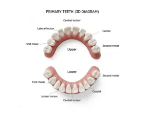 Diagram of the 20 baby teeth in the upper and lower jaws, labelled central incisor, lateral incisor, canine, first molar and second molar.
